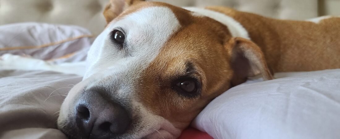 BedStill Donut Dog Bed Review: Is the “Calming” Design Actually Worth It?