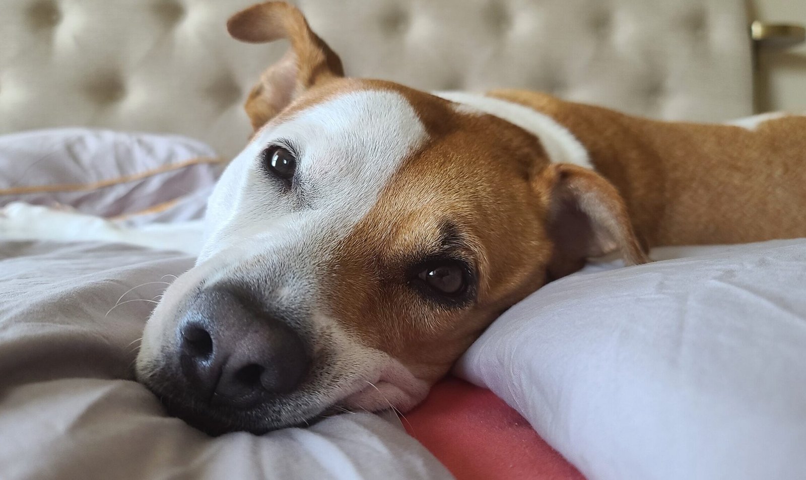 BedStill Donut Dog Bed Review: Is the “Calming” Design Actually Worth It?